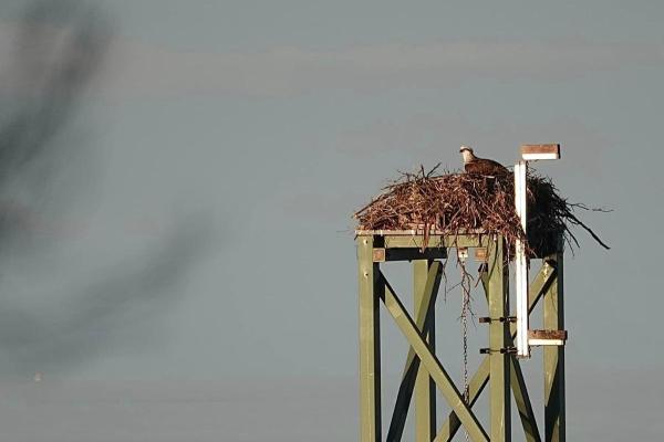 Osprey 4