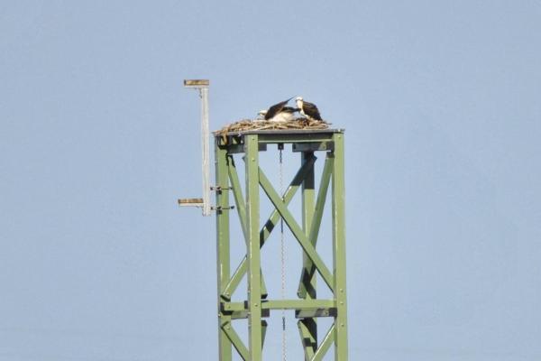 Osprey 5