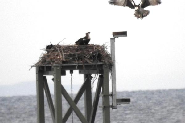 Osprey 6
