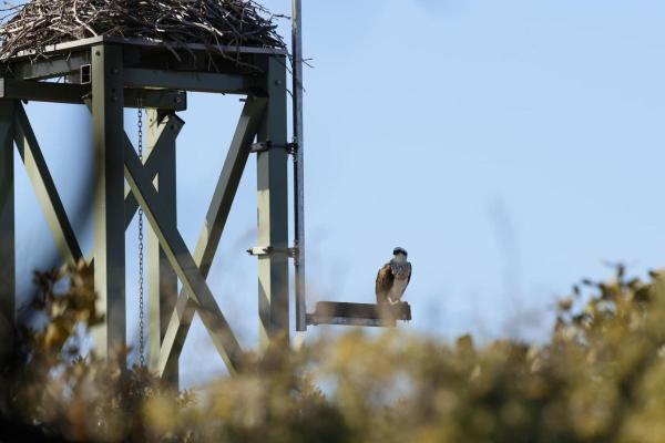 Osprey 7
