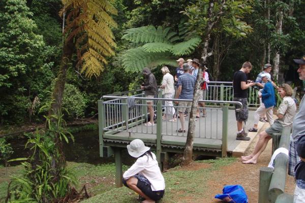 Millaa Millaa Site Visit - Wagners