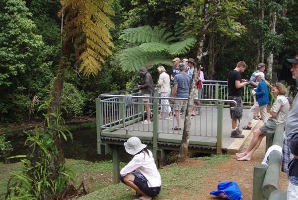 Millaa Millaa Site Visit - Wagners