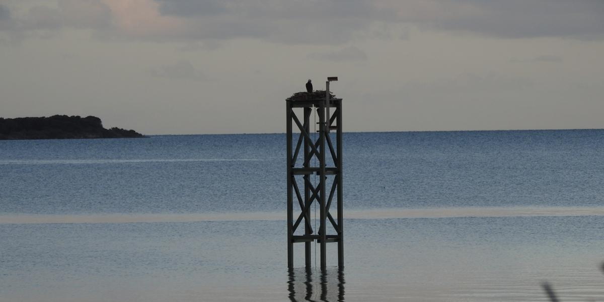 Elevating conservation: The FRP platforms giving eastern ospreys a fighting chance